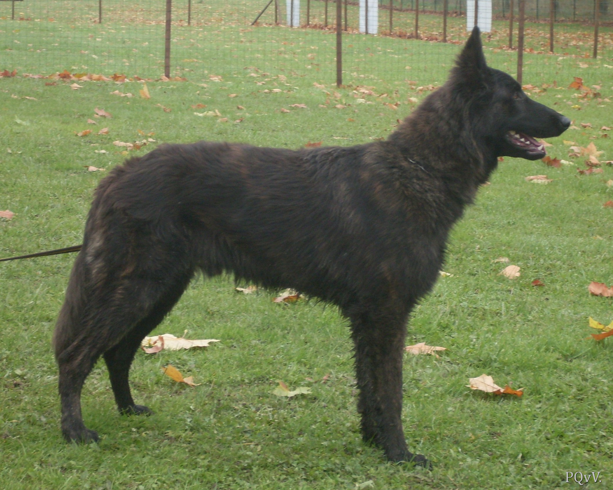  Garou des Crocs de l’Olympe